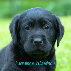 Voir la fiche du chien Vitamine*