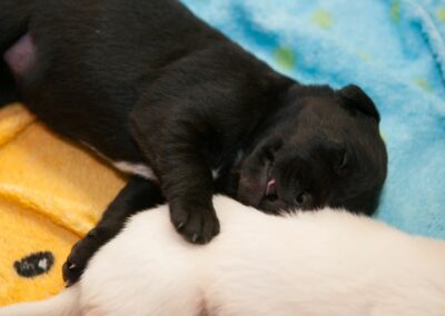 Chiots endormis CIE chiens guides du coeur