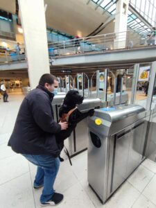 Themis a les pattes avant sur les bornes du métro, devant son bénéficiaire