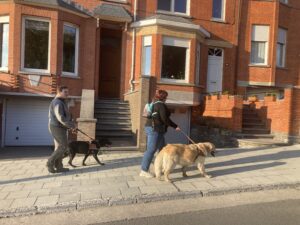 Telma, labrador noir, guide son beneficiaire derriere un autre couple bénéficiaire/chien