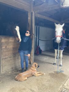 Gustave est couché, à côté de sa bénéficiaire, dans une écurie, à côté d'un cheval