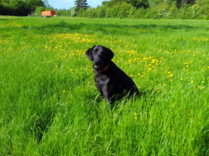 Intox chien-guide assis dans la prairie