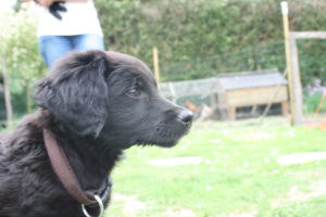Light chien-guide assis