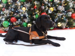 maki chien-guide devant le sapin de noël