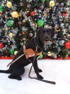 maki chien-guide debout devant le sapin de noël