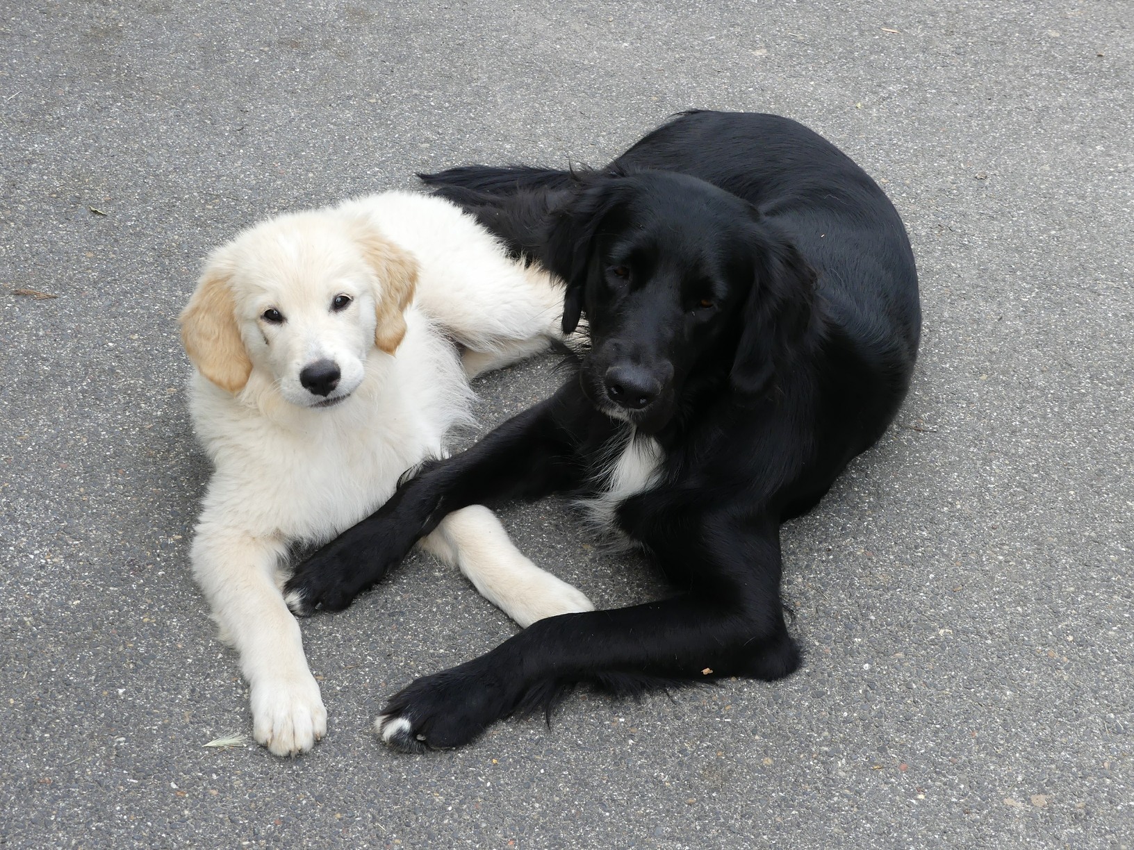 Deux chiots CIE chiens guides du coeur