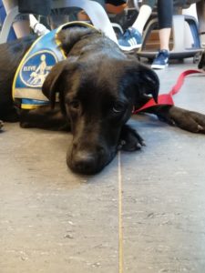 nokia CIE chiens guides du coeur