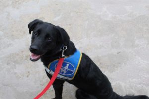 nokia CIE chiens guides du coeur