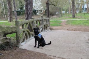 nokia CIE chiens guides du coeur