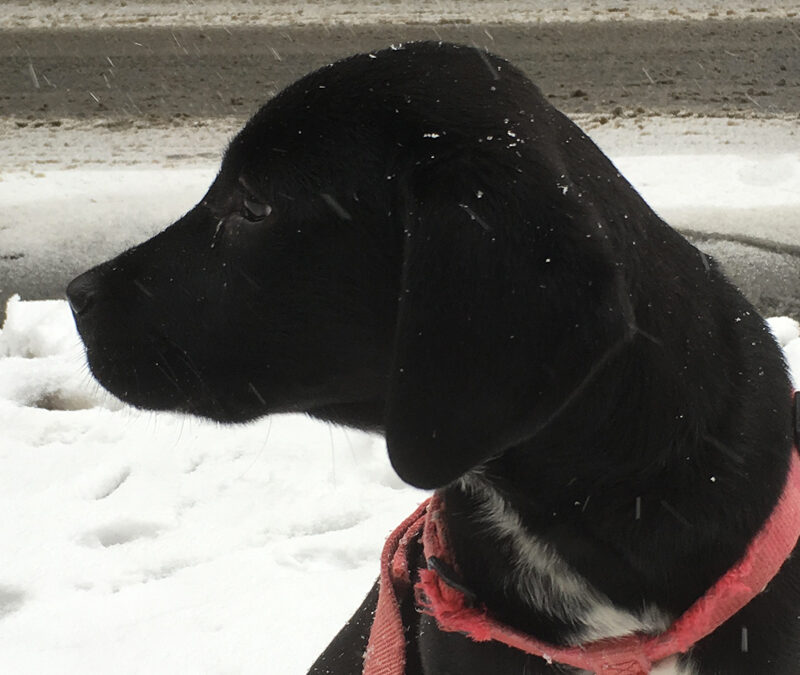 Nova