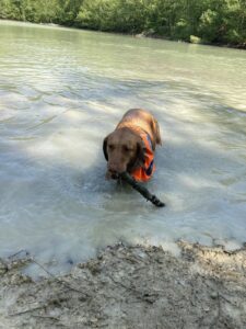 Ouragan, les pattes dans l'eau avec un baton en gueule