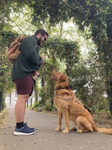 Ouragan, assis de profil devant son maitre