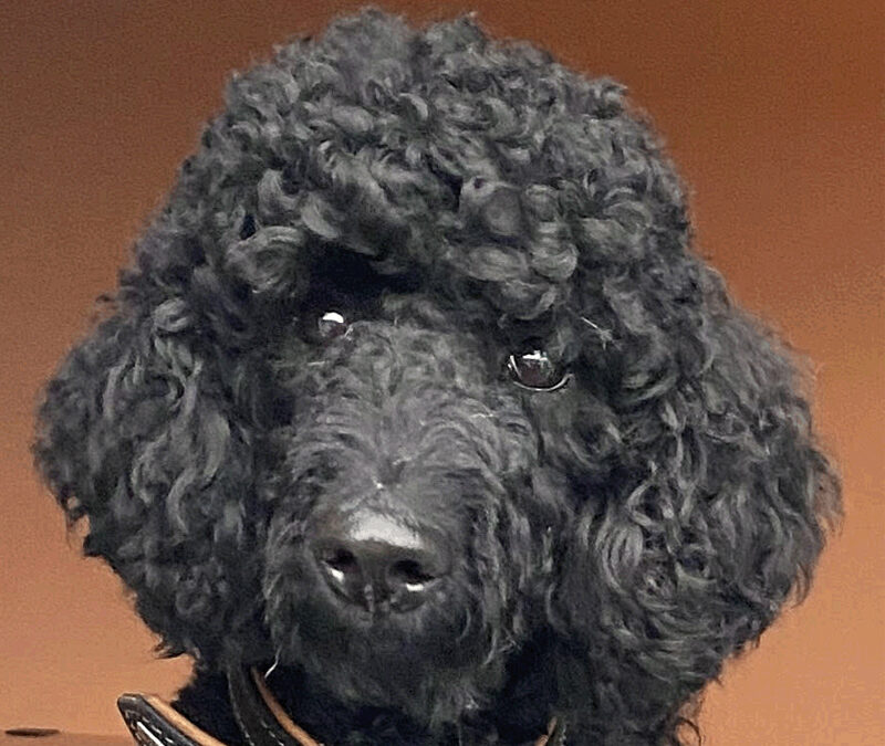 Ravène