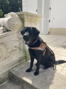 Telma CIE les chiens-guides du coeur