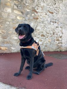 Telma CIE les chiens-guides du coeur