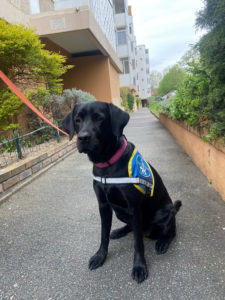 Telma CIE les chiens-guides du coeur