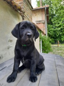 Telma CIE les chiens-guides du coeur