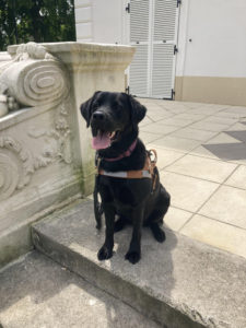 Telma CIE les chiens-guides du coeur
