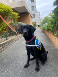 Telma CIE les chiens-guides du coeur