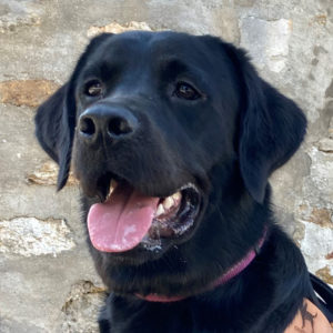Telma CIE les chiens-guides du coeur ID