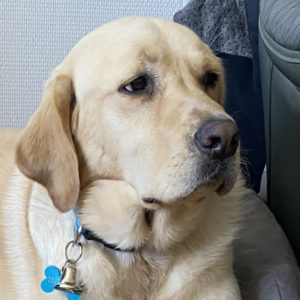 Tempo CIE les chiens-guides du coeur ID
