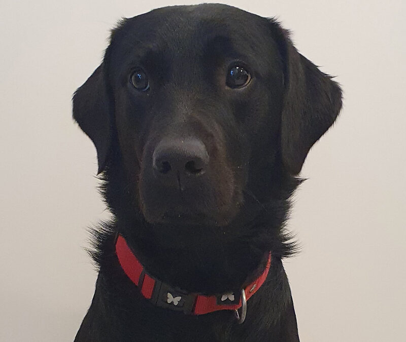 Tia