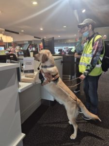 Tregont a les pattes avant posées sur un comptoir de bureau, devant son bénéficiaire qui porte un gilet jaune