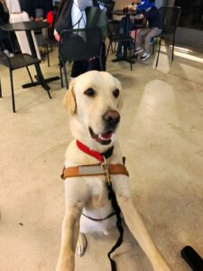 Ulko est debout avec son harnais de guidage