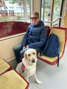 Ulko labrador sable est assis devant sa maitresse dans le tramway
