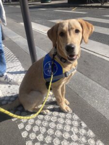 Umy, assise avec le dossard CIE, sur des bande podotactile sur le trottoir