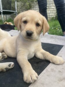 Umy, chiot sur un transat