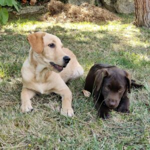 Umy, chiot avec un autre chiot labrador chocolat