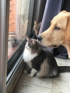 Umy, regarde par la fenetre a côté d'un chat