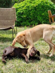 Umy, joue d'ans l'herbe avec un chiot labrador chocolat