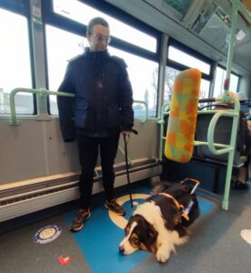 Twix est couché dans le bus avec son bénéficiaire