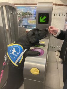 Ulia pose ses pattes avant sur une borne de métro