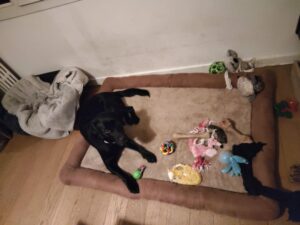 Vizir labrador noir est couché sur un tapis mouelleux