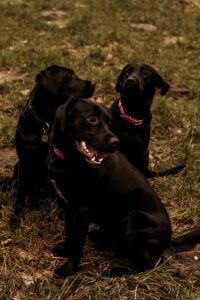 Vizir avec 2 labrador noir, sur fond sepia