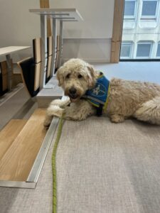 Ursul, labradoodle blanc, 10 mois, est couché en haut des marche dans un bureau