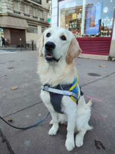 Vaiana, chien Golden d'environ 12 mois, avec son dossard bleu chien guide, pose assise sur le bitume d'un trottoir, devant un magasin de vin et un tabac