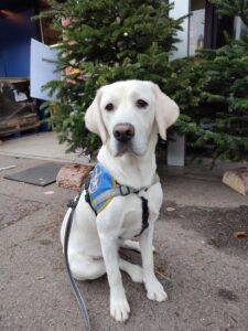 Volt, chien labrador blanc d'environ 8 mois, avec son dossard bleu d'élève chien guide, est assis sur le bitume devant un sapin
