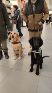 Vinil, chiot flat noir, d'environ 8 mois, pose assis, sur le carrelage d'un supermarché, avec son dossard. Un labrador sable avec harnais de guidage, pose à côté