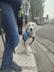 Velda regarde l'appareil sur une bande podotactile