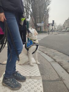 Velda est assis sur les bandes podotactiles devant un passage piéton, regardant son humain