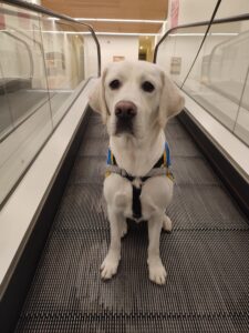 Volt, chien labrador blanc d'environ 9 mois, est assis sur un tapis roulant, avec son dossard bleu