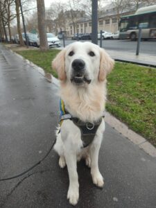 Vortex, chien Golden d'environ 10 mois, pose avec son dossard bleu, sur un trottoir, près d'un point d'herbe