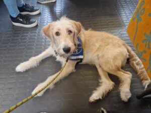 Ultra, chien labradoodle sable/blanc d'environ 1 an, avec son dossard bleu d'élève chien guide,, pose couché sur le sol d'un train du RER A