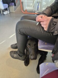 Trixie couché sous les jambes d'un humain assis