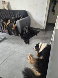 Trixie sur carrelage en face d'un berger australien