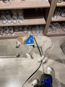 Vegas endormi dans un magasin en nous attendant